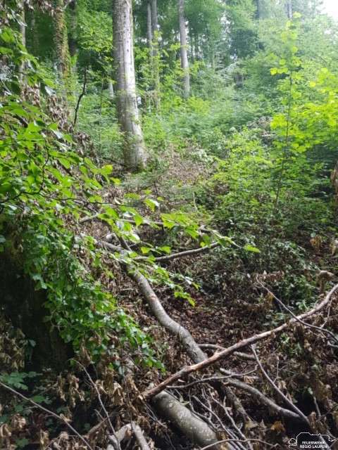 Baum ber Strasse Feuerwehr Regio Laupen